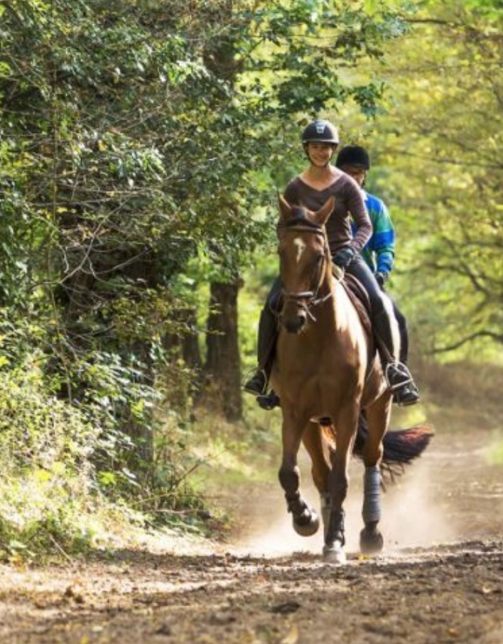 eventing-discussion-161-on-the-aids-or-loose-reins-hacking-riding-horses