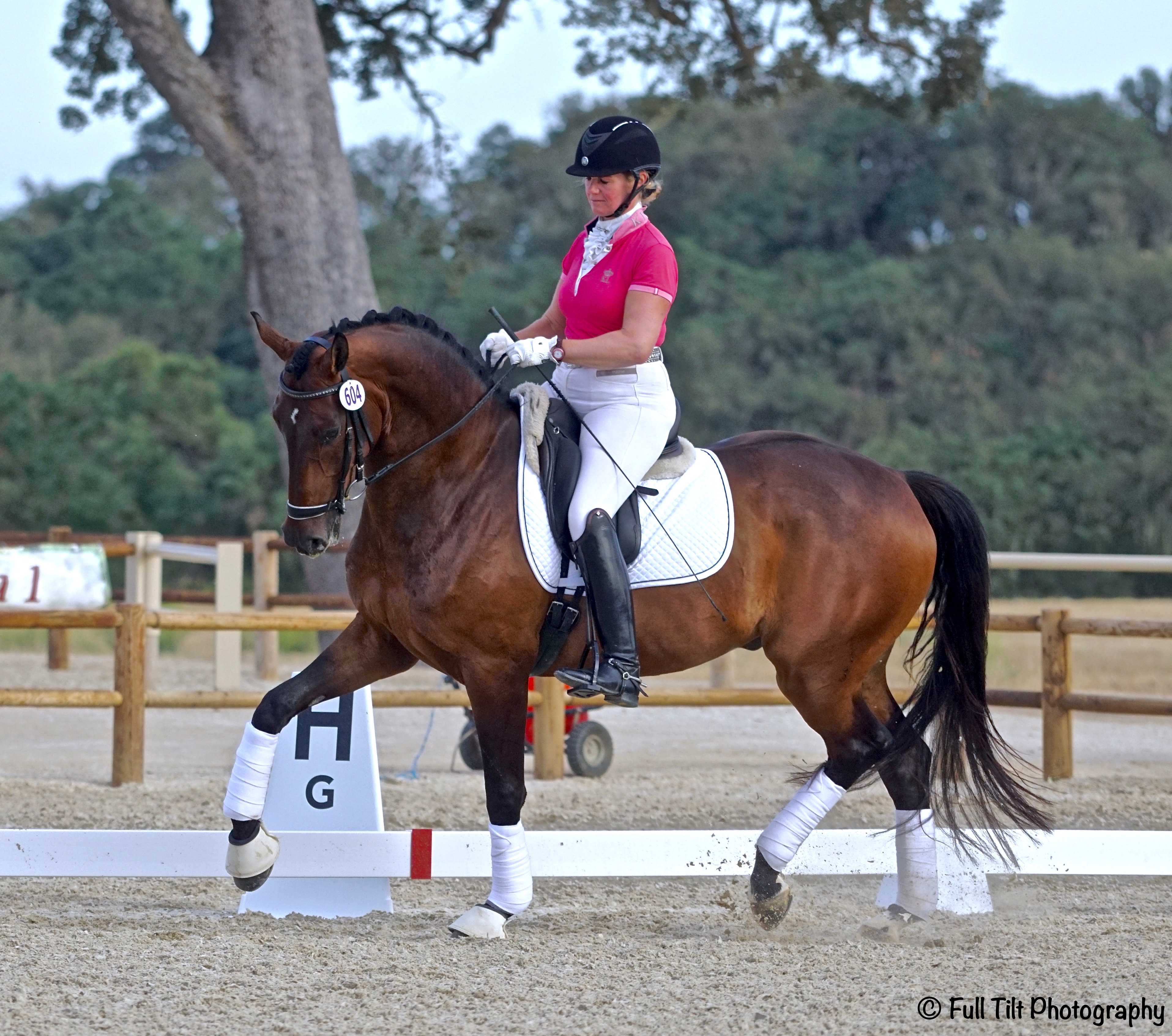 guest-blog-72-aspirational-half-halt-bill-woods-dressage