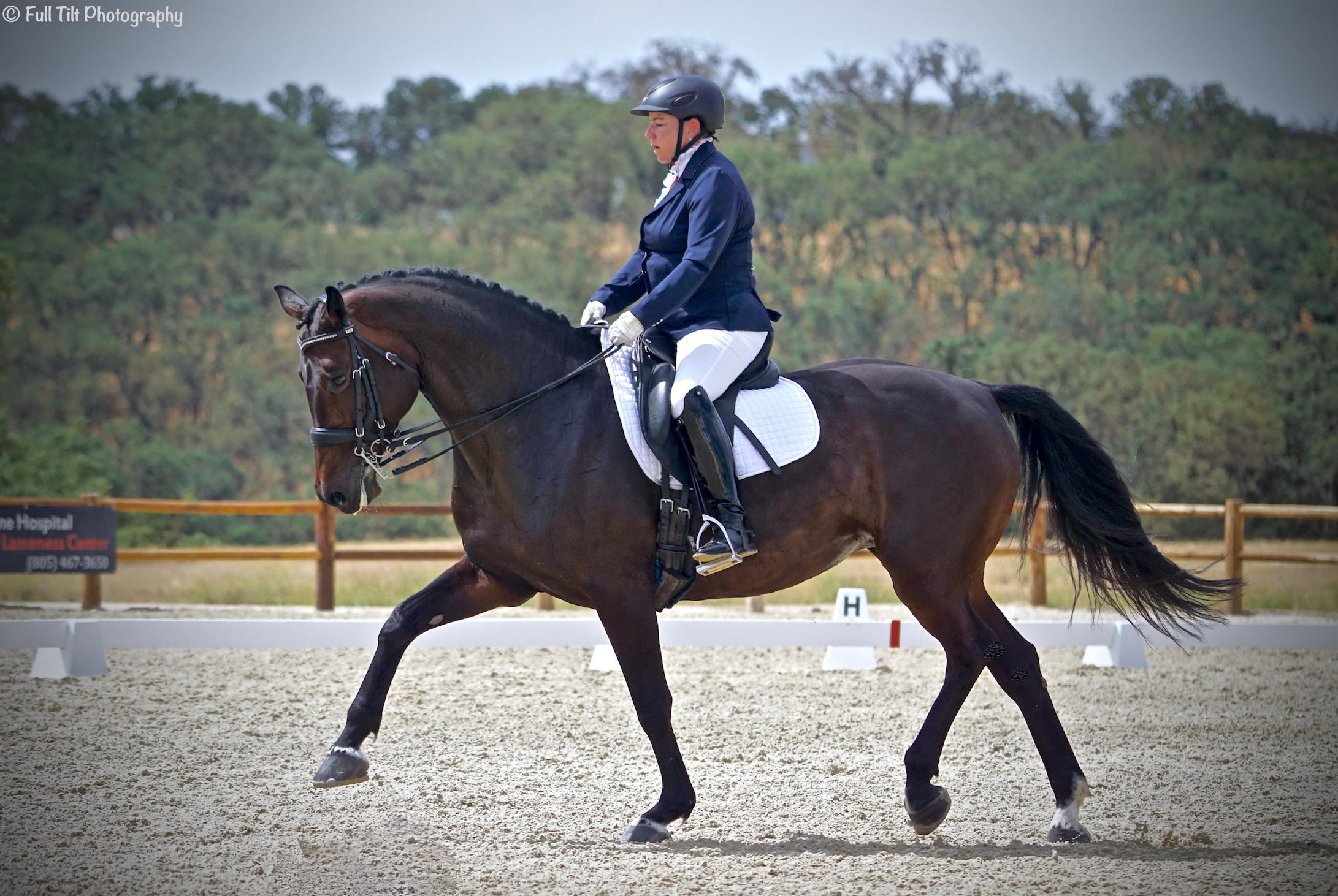 Dressage Trot